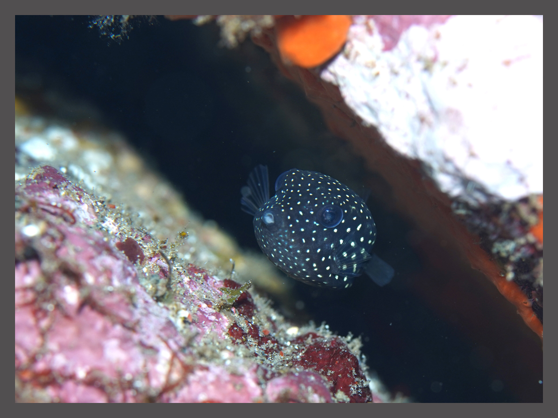 クロハコフグの幼魚　byれな