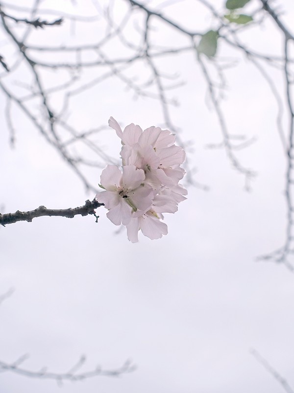 田子桜＠開花