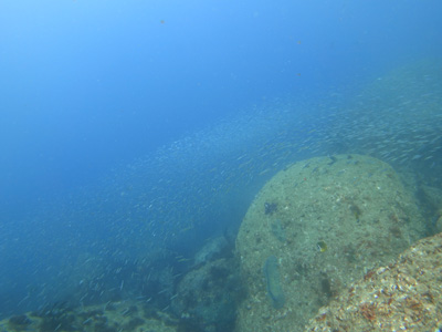 小魚の群れ