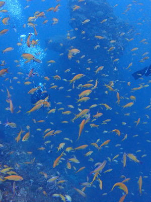 沖の浮島根