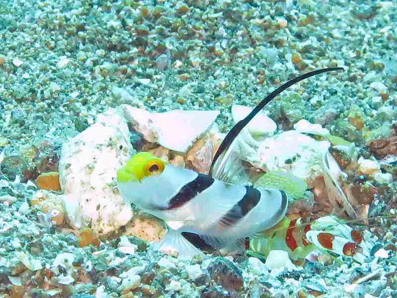 ヒレナガネジリンボウとコトブキテッポウエビ