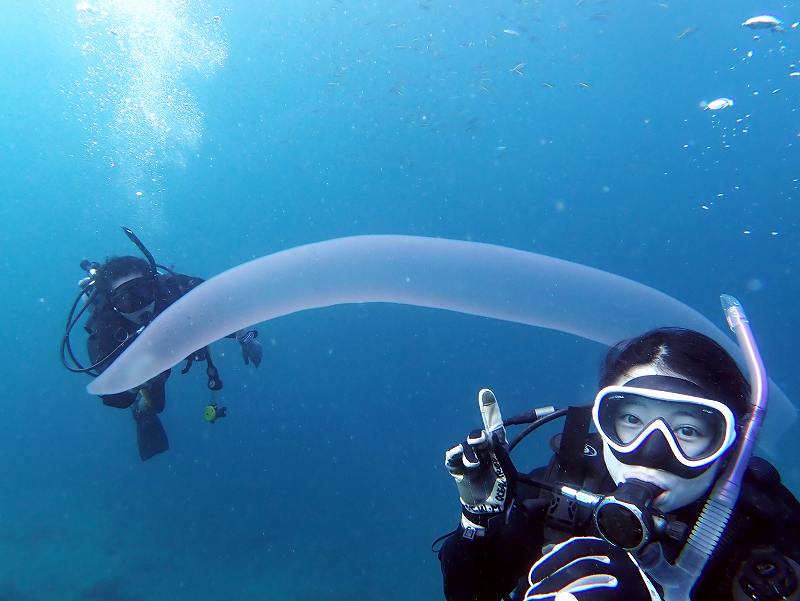 ナガヒカリボヤ＠巨大プランクトン