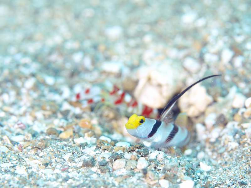 ヒレナガネジリンボウとコトブキテッポウエビ