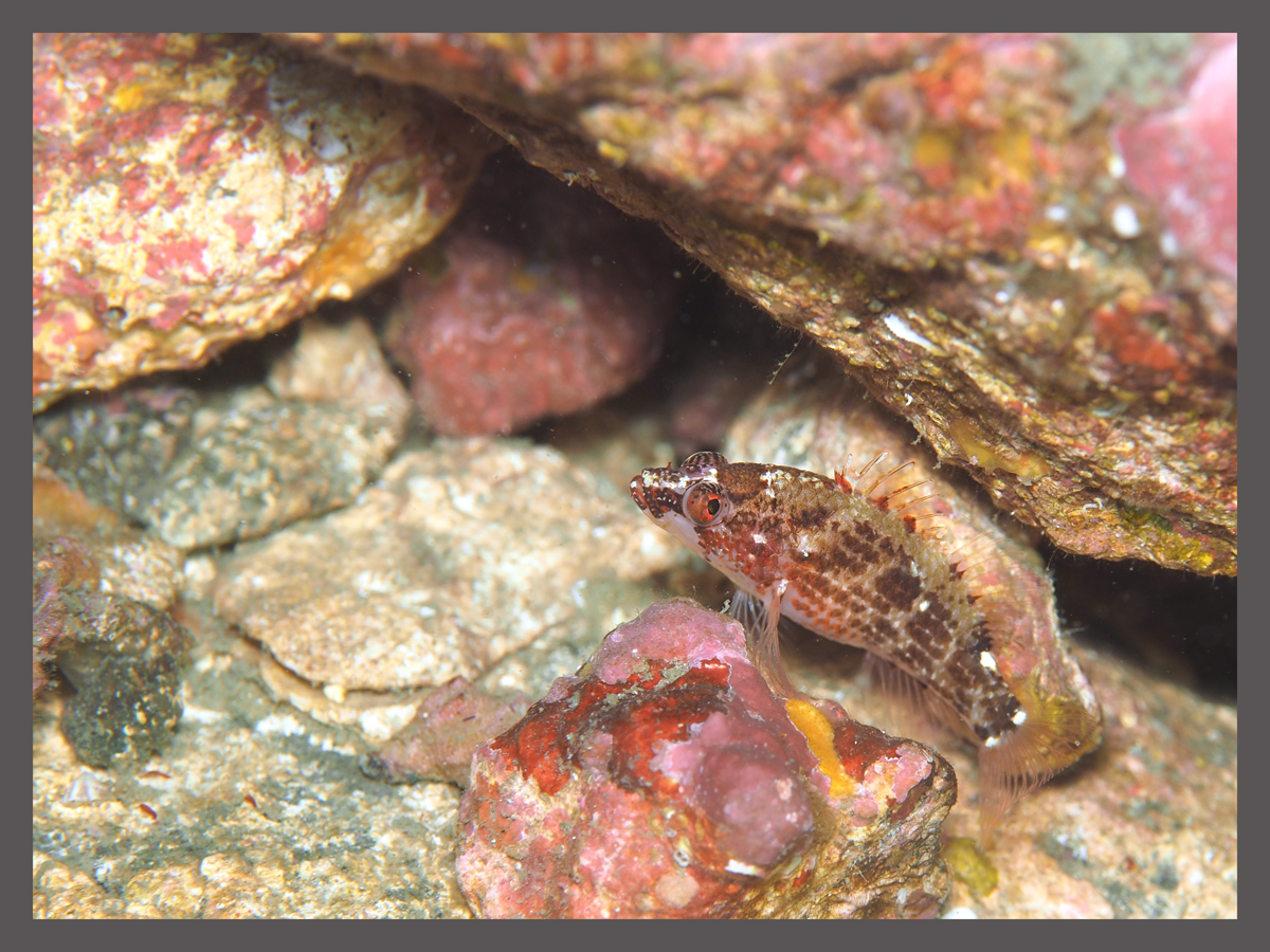 チビハナダイなる魚　byせつこ