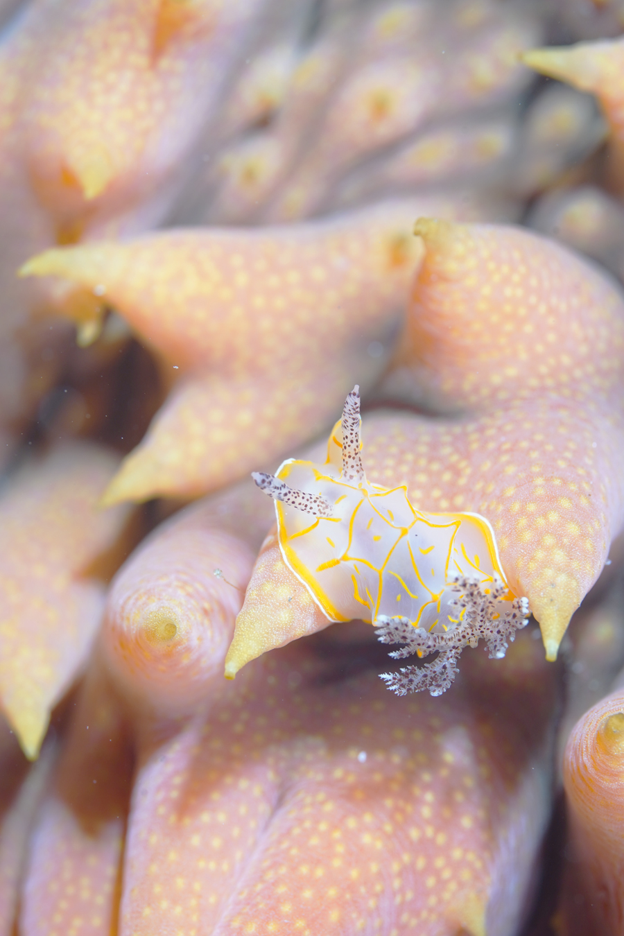 キスジカンテンウミウシ　byれな