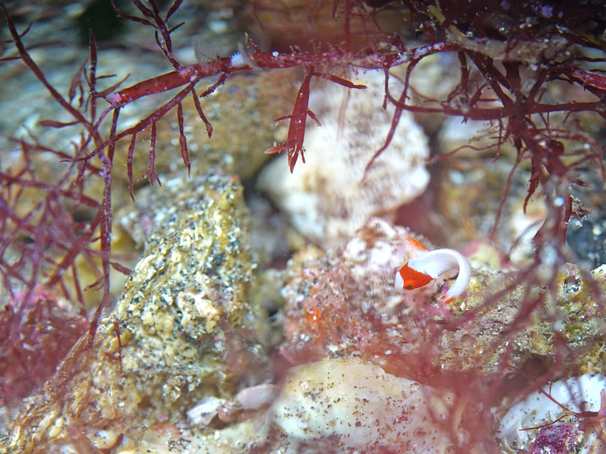 イロブダイの幼魚っ　　　byれな