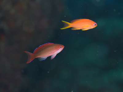 カシワハナダイ幼魚とキンギョハナダイ