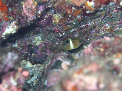 ハクセンスズメダイ幼魚