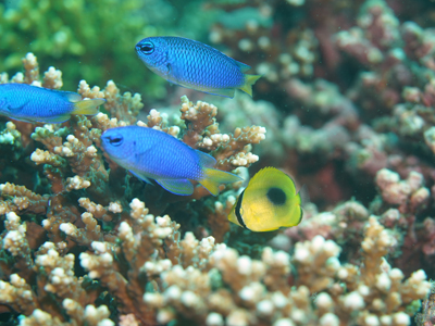 トノサマダイ幼魚