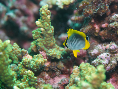 アケボノチョウチョウウオ幼魚