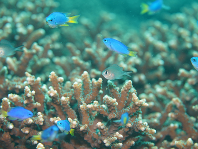 カブラヤスズメダイ幼魚