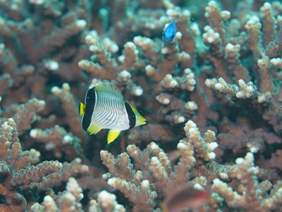 ヤリカタギ幼魚