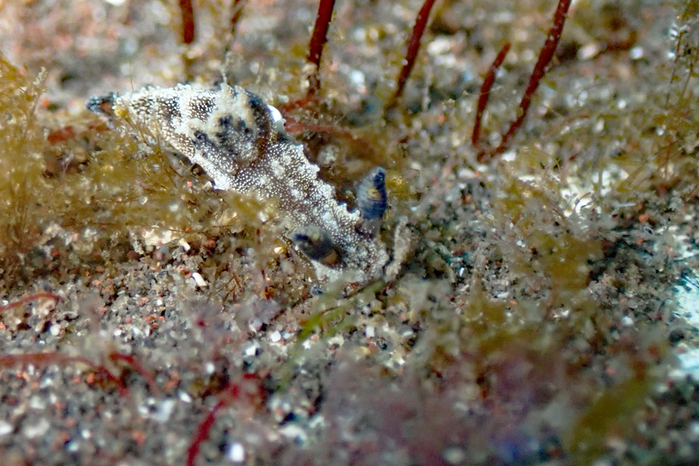 フジタウミウシ属の1種の７