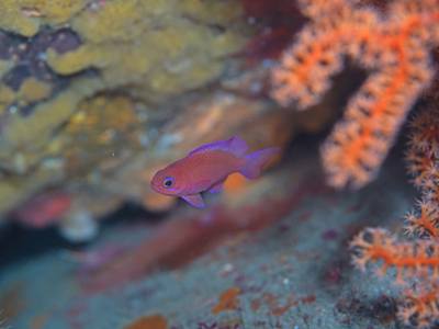 アカオビハナダイの幼魚