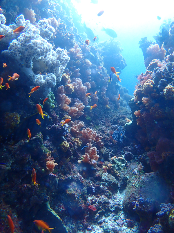 浅場も綺麗