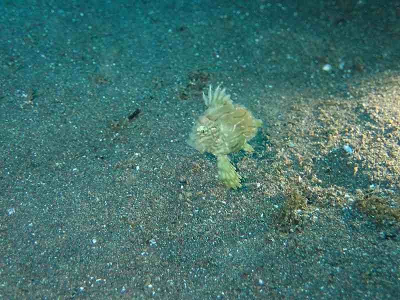 マトウダイの幼魚