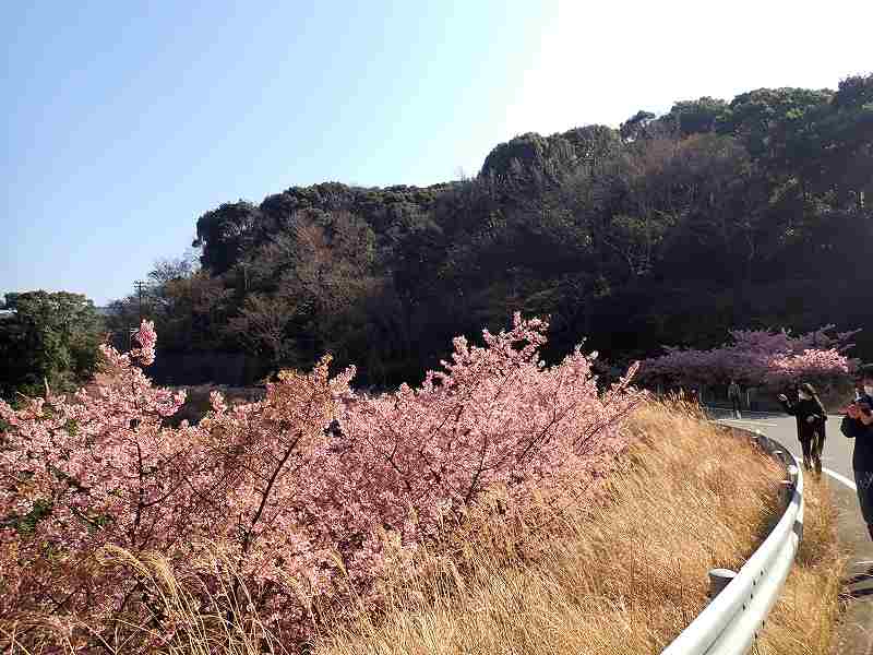 河津桜