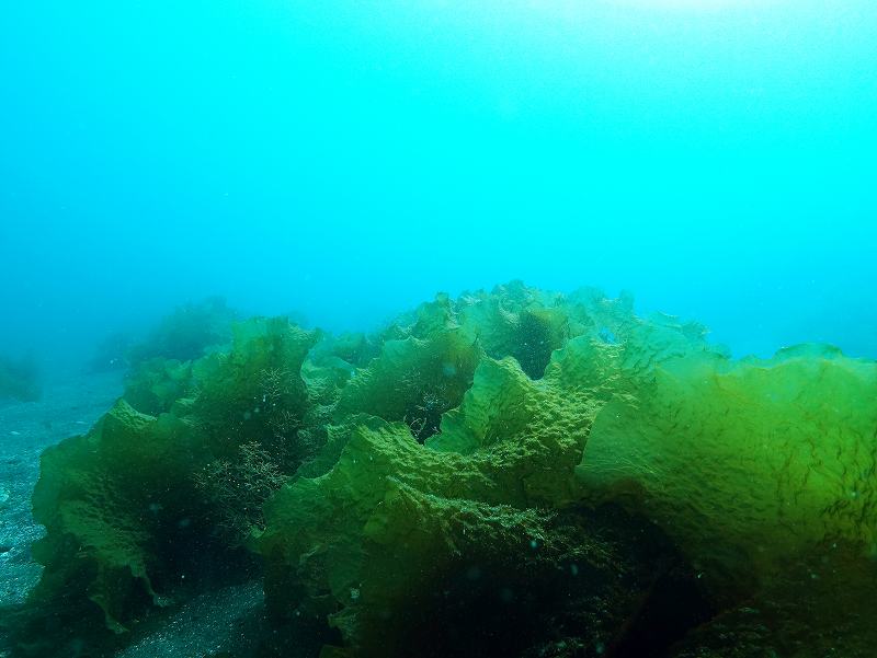 ヒロメ＠ダイビングで見られる海藻