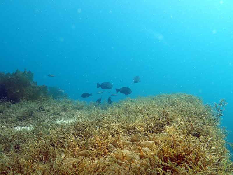 マメダワラ＠ダイビングで見られる海藻