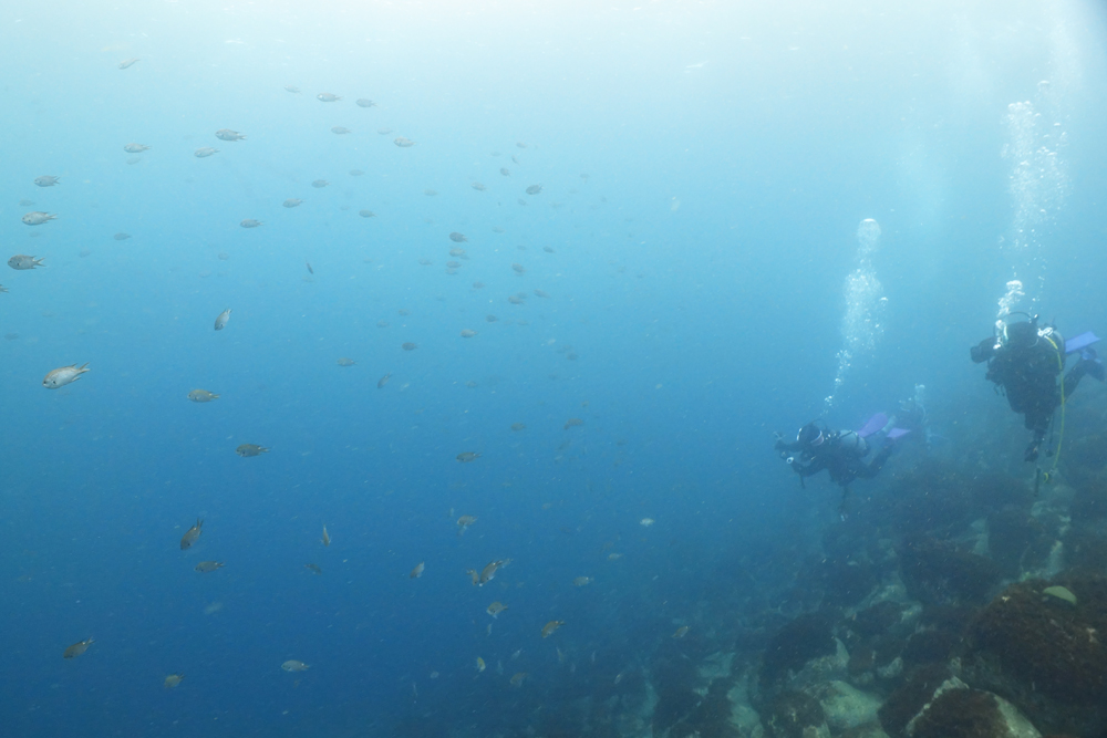 魚のとこへ突っ込んでいけー