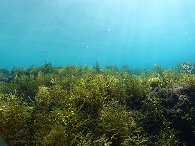 癒しの浅場