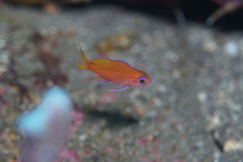 ナガハナダイ幼魚