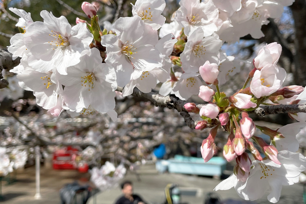 花見しながらビールは最高