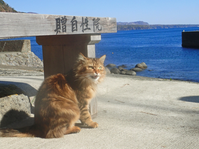 海辺の猫