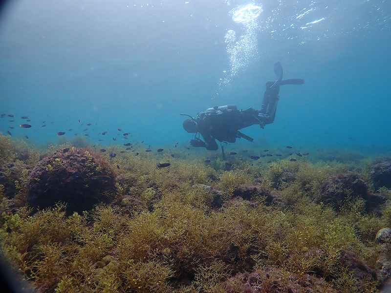 浅場の海藻が素敵