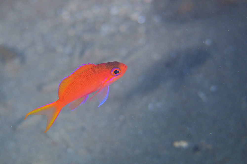 ナガハナダイ幼魚　①