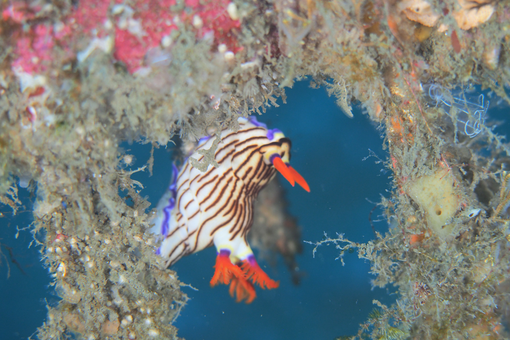 クロスジリュウグウウミウシ