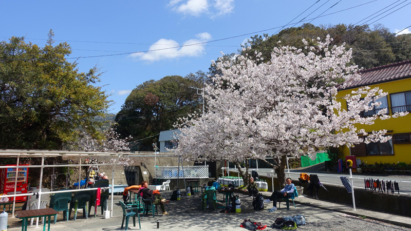 田子桜満開