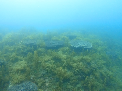 テーブルサンゴと海藻