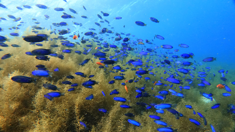 ソラスズメダイの群れがすごい