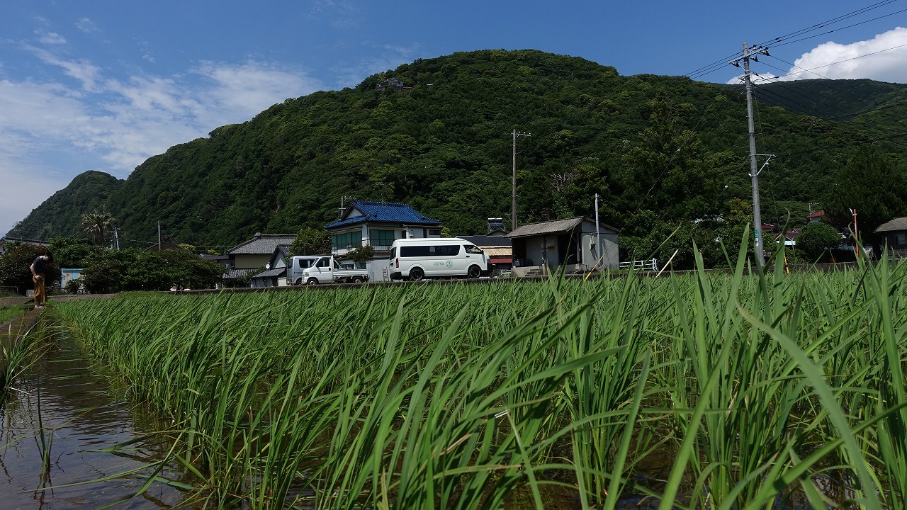 稲が植えられました