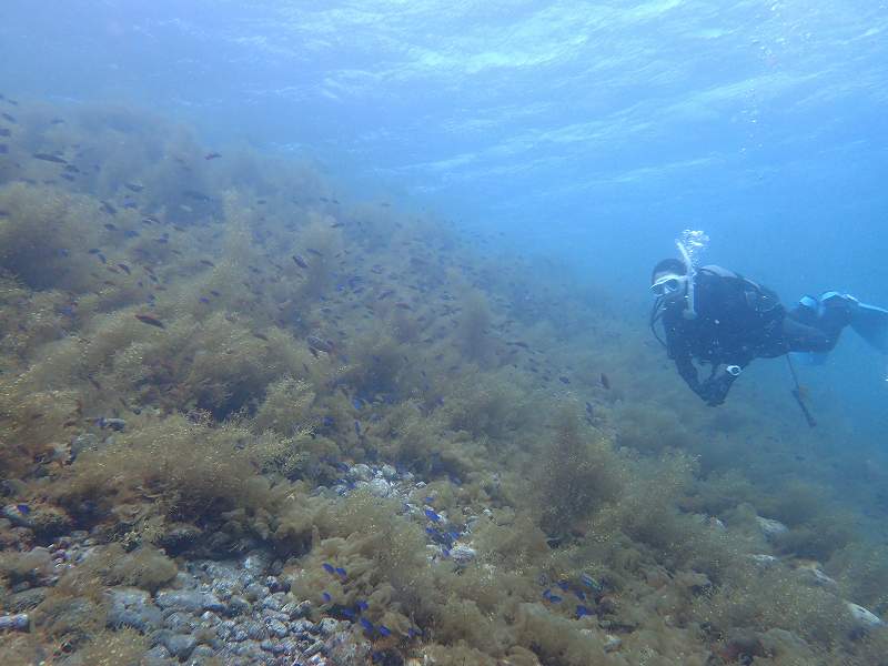 海草ニョキニョキ