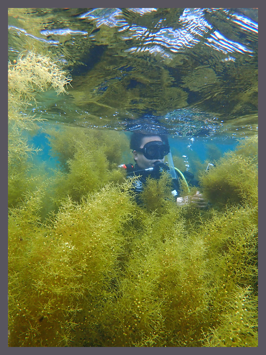 生い茂った海草