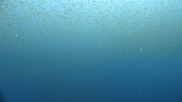 魚で色が変わる