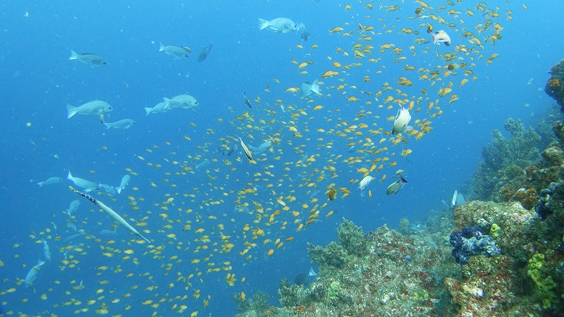 キンギョハナダイ達