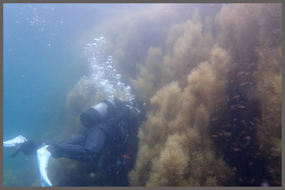 たかさ4ｍの海藻の森