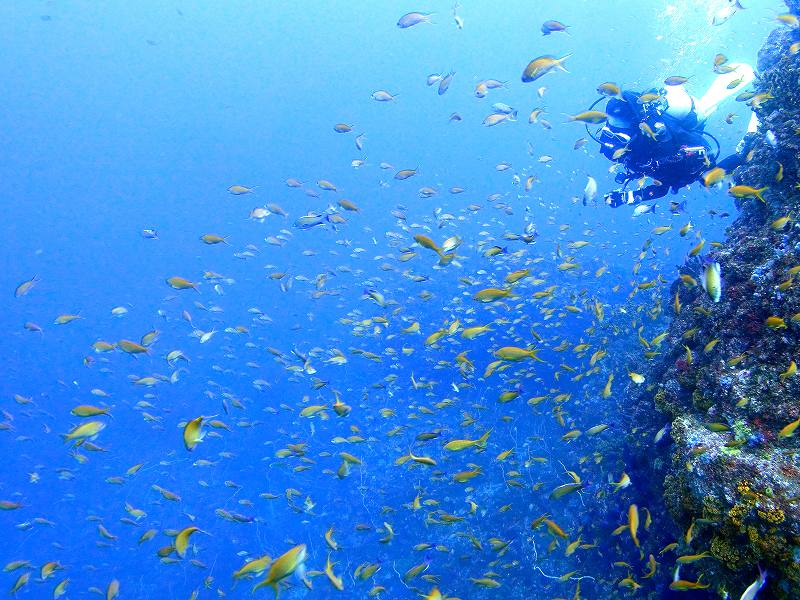 透明度抜群の伊豆の海