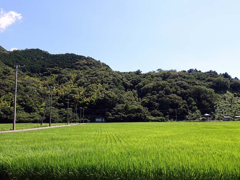 井田の水田風景＠伊豆ダイビングツアー