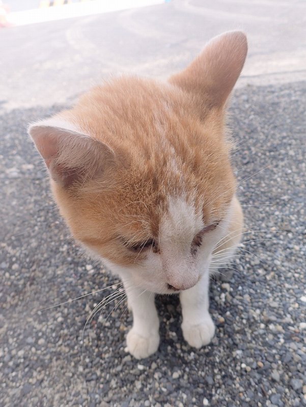 野良猫＠屋久島ダイビングツアー