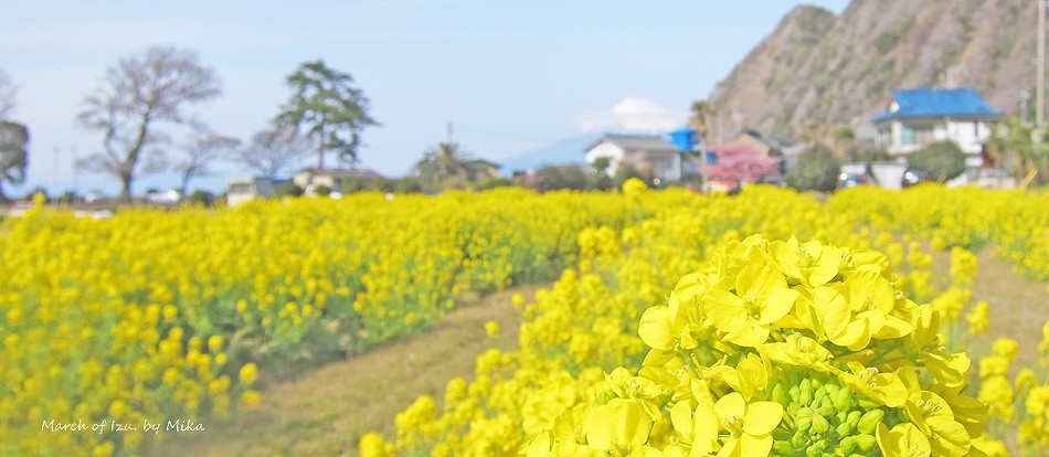 菜の花畑と富士山・伊豆の陸上風景写真