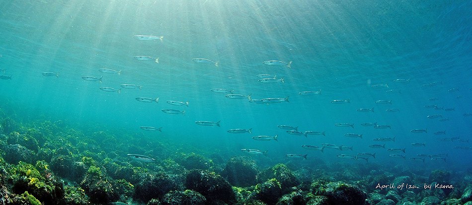 ボラクーダ大群・4月の伊豆の水中生物写真