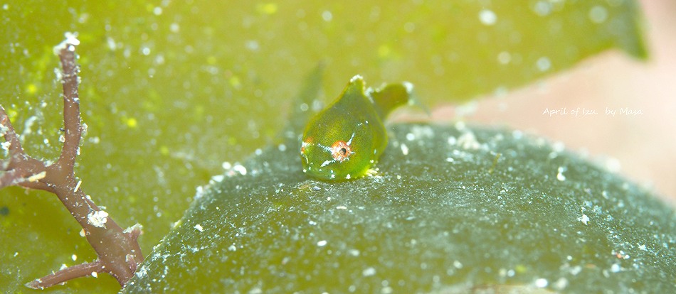 ダンゴウオ・伊豆の水中生物写真