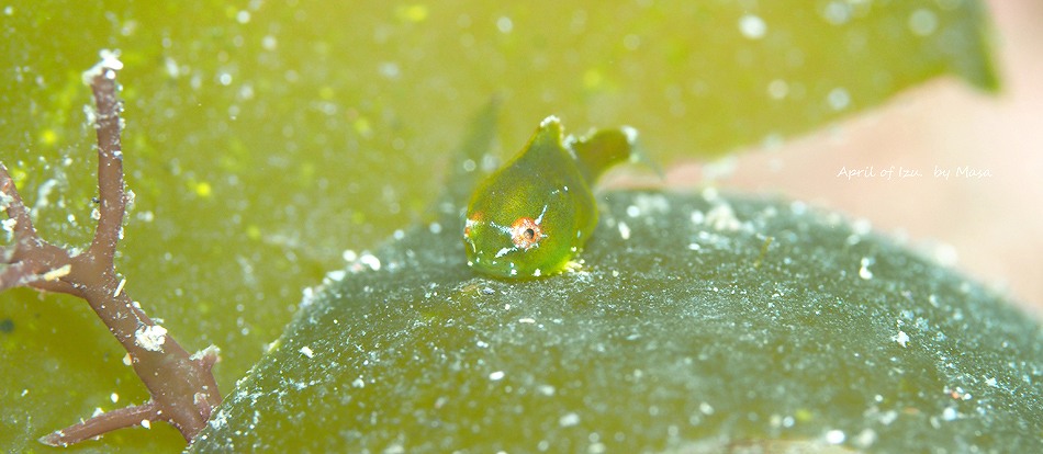ダンゴウオ・4月の伊豆の水中生物写真