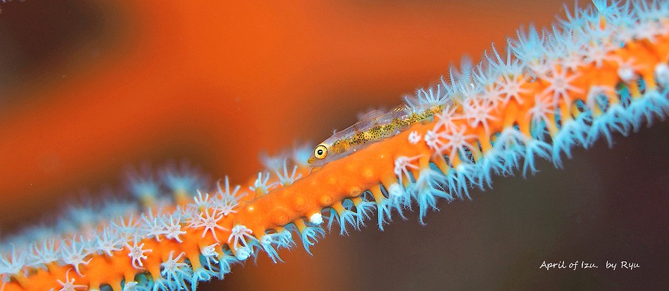 ガラスハゼとポリメル・4月の伊豆の水中生物写真