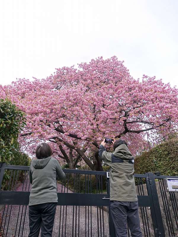 河津桜＠伊豆の四季の風景