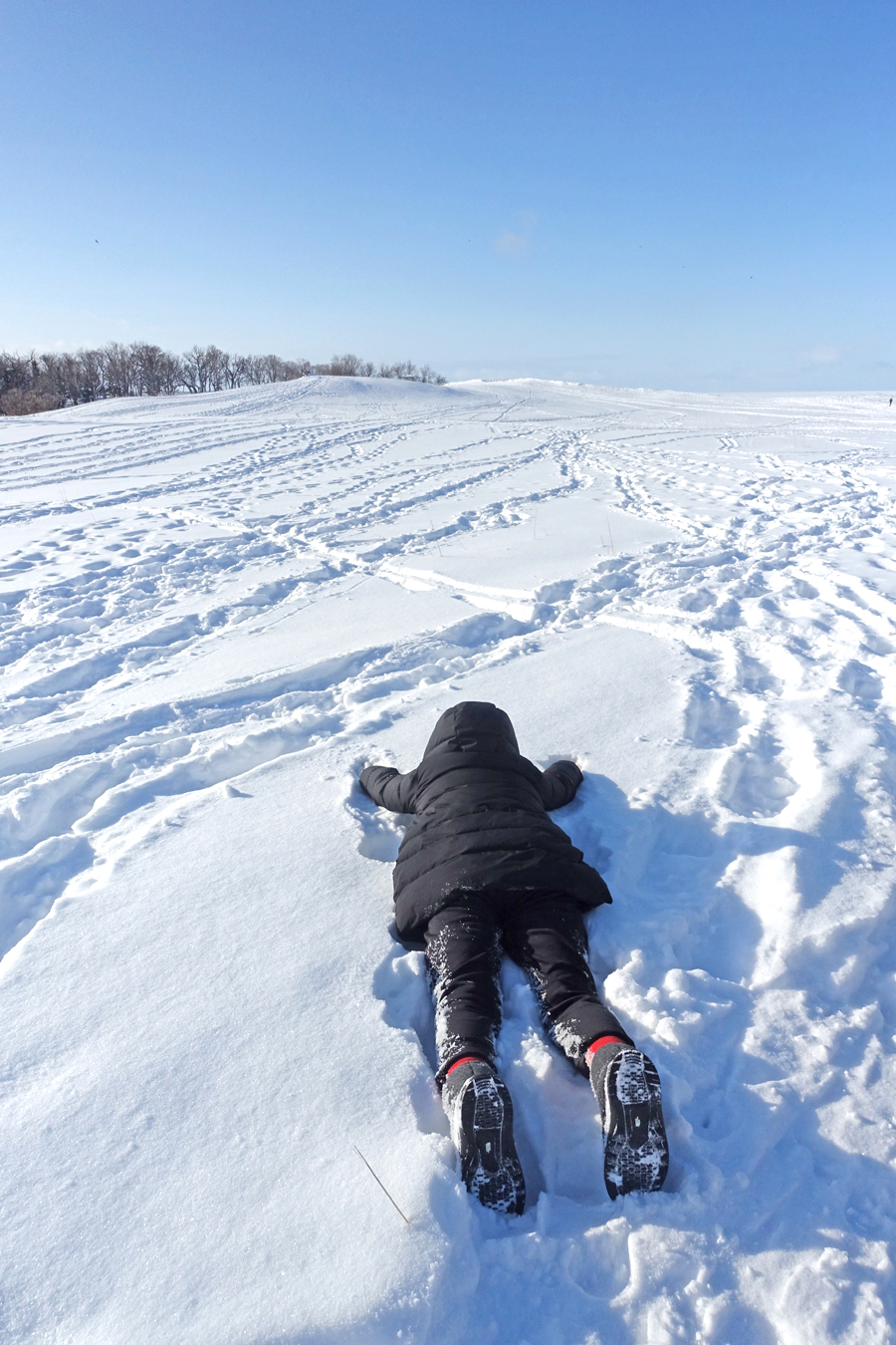 雪原でキタキツネやエゾシカに遭遇